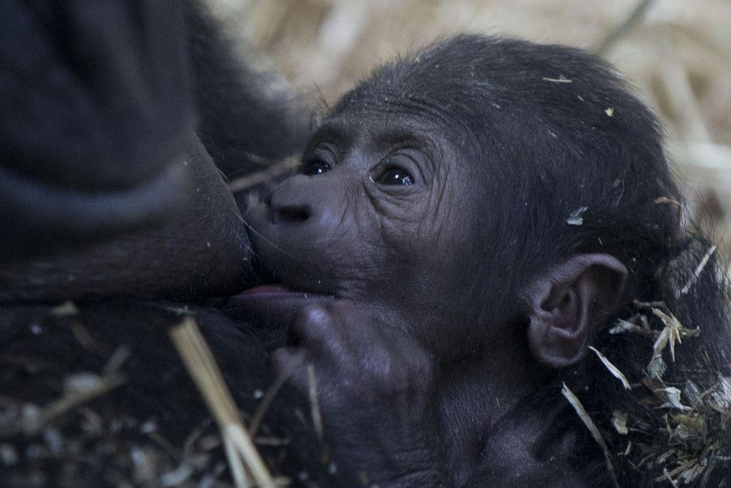 Netherlands_Baby_Gorilla_1.jpg