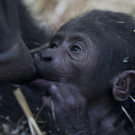 Netherlands_Baby_Gorilla_1.jpg