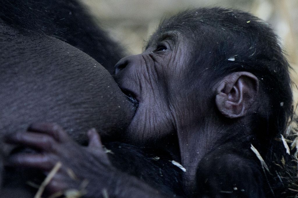 APTOPIX_Netherlands_Baby_Gorilla_1.jpg