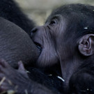 APTOPIX_Netherlands_Baby_Gorilla_1.jpg