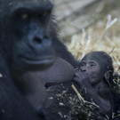 Netherlands_Baby_Gorilla_2.jpg