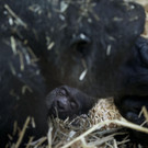 APTOPIX_Netherlands_Baby_Gorilla_2.jpg