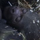 Netherlands_Baby_Gorilla_3.jpg