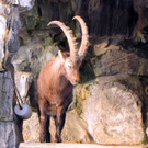 KOE_Wildpark im Winter 5.jpg