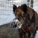 KOE_Wildpark im Winter 7.jpg