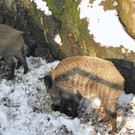 KOE_Wildpark im Winter 8.jpg