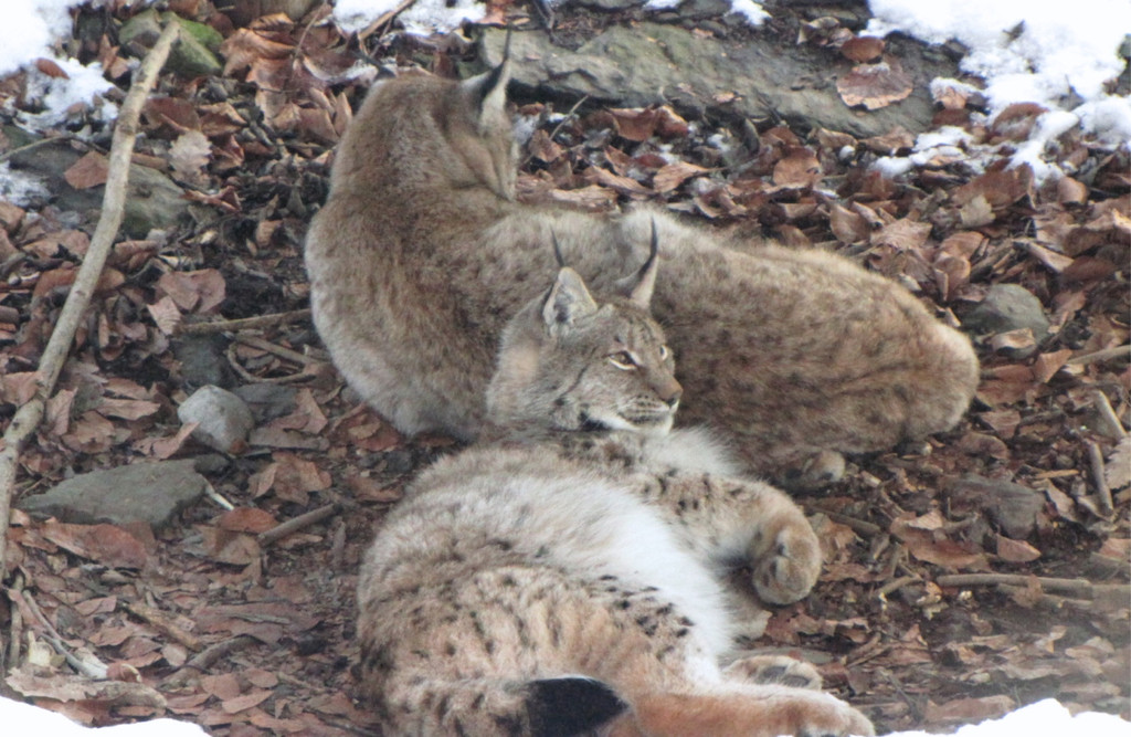 KOE_Wildpark im Winter 15.jpg