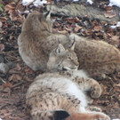 KOE_Wildpark im Winter 15.jpg