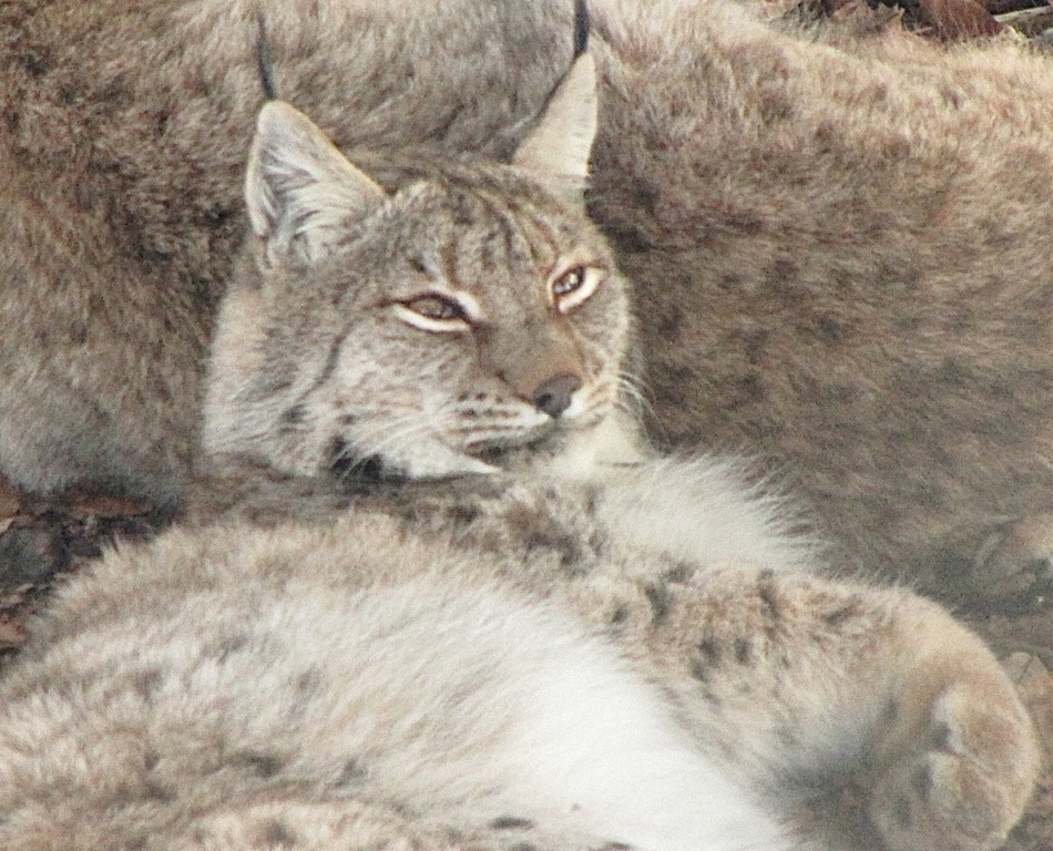 KOE_Wildpark im Winter 16.jpg