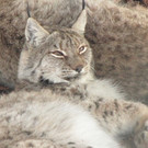 KOE_Wildpark im Winter 16.jpg