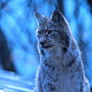 KOE_Wildpark im Winter 17.jpg