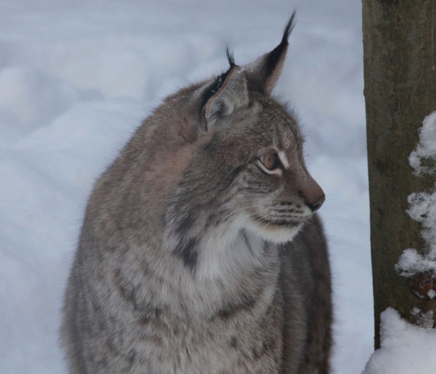KOE_Wildpark im Winter 18.jpg