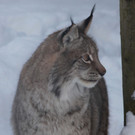 KOE_Wildpark im Winter 18.jpg