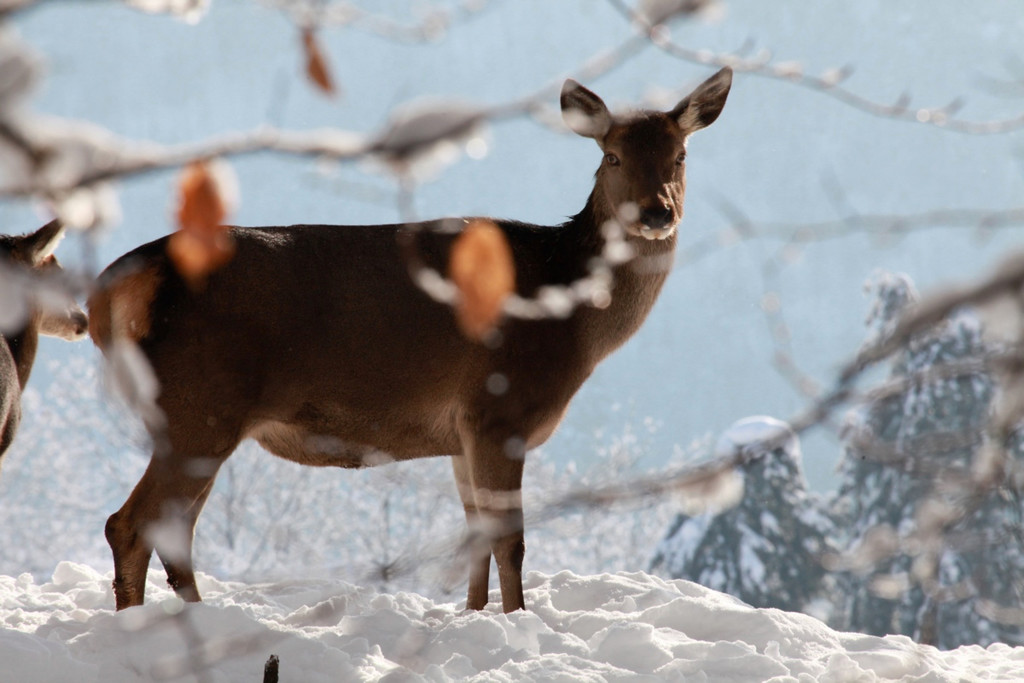 KOE_Wildpark im Winter 19.jpg
