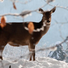 KOE_Wildpark im Winter 19.jpg