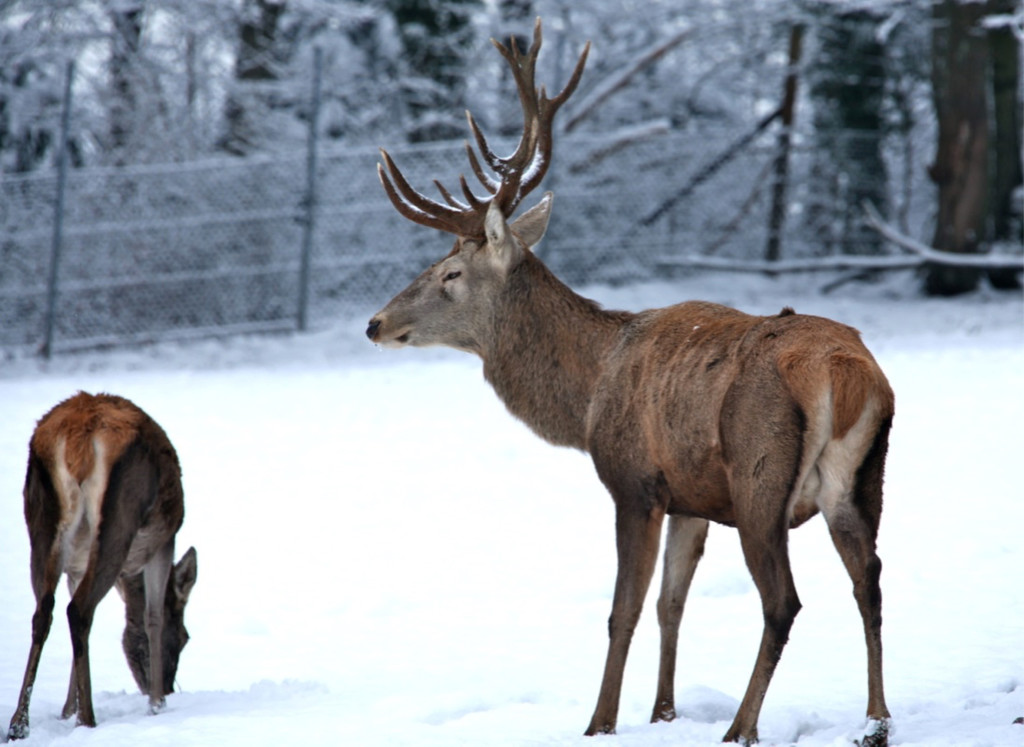 KOE_Wildpark im Winter 20.jpg