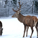 KOE_Wildpark im Winter 20.jpg