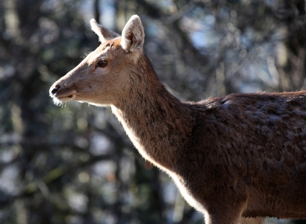 KOE_Wildpark im Winter 22.jpg