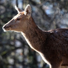 KOE_Wildpark im Winter 22.jpg