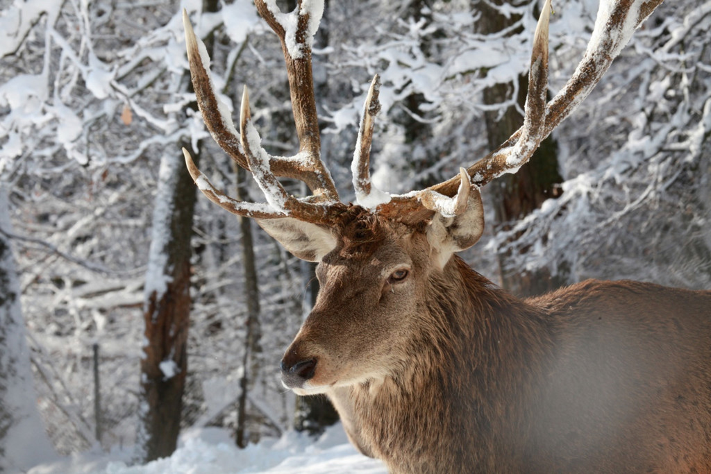 KOE_Wildpark im Winter 23.jpg