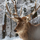 KOE_Wildpark im Winter 23.jpg