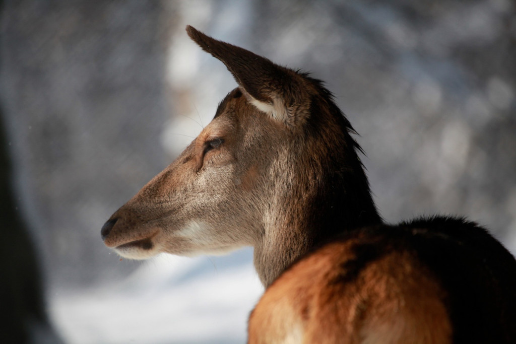KOE_Wildpark im Winter 24.jpg