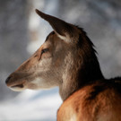 KOE_Wildpark im Winter 24.jpg