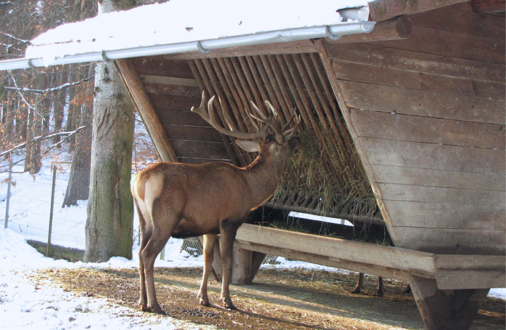 KOE_Wildpark im Winter 25.jpg