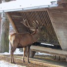 KOE_Wildpark im Winter 25.jpg