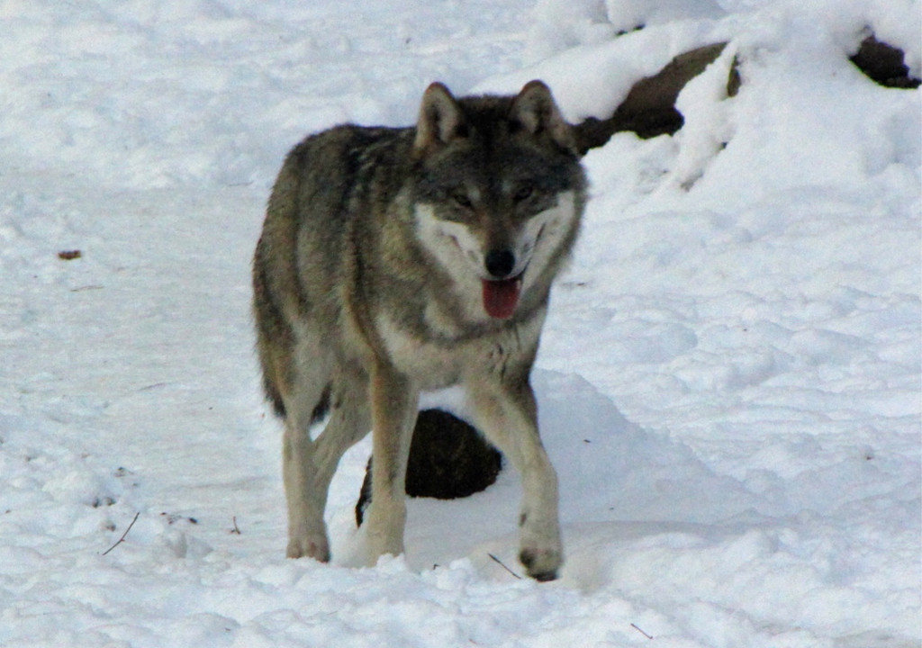 KOE_Wildpark im Winter 27.jpg