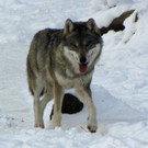 KOE_Wildpark im Winter 27.jpg