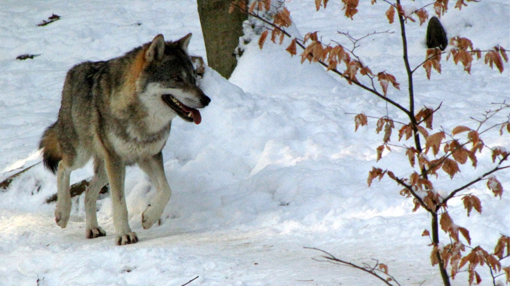 KOE_Wildpark im Winter 28.jpg