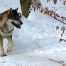 KOE_Wildpark im Winter 28.jpg