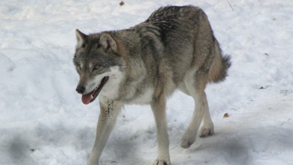 KOE_Wildpark im Winter 29.jpg