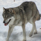 KOE_Wildpark im Winter 29.jpg