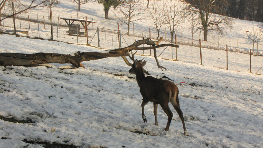 KOE_Wildpark im Winter 32.jpg