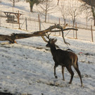 KOE_Wildpark im Winter 32.jpg