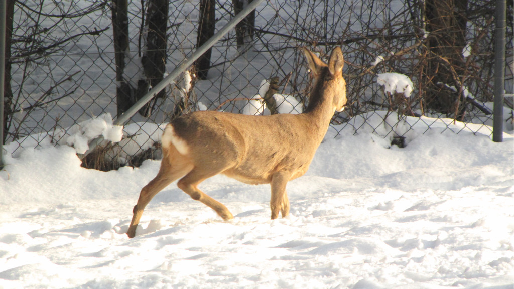 KOE_Wildpark im Winter 33.jpg