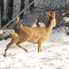 KOE_Wildpark im Winter 33.jpg