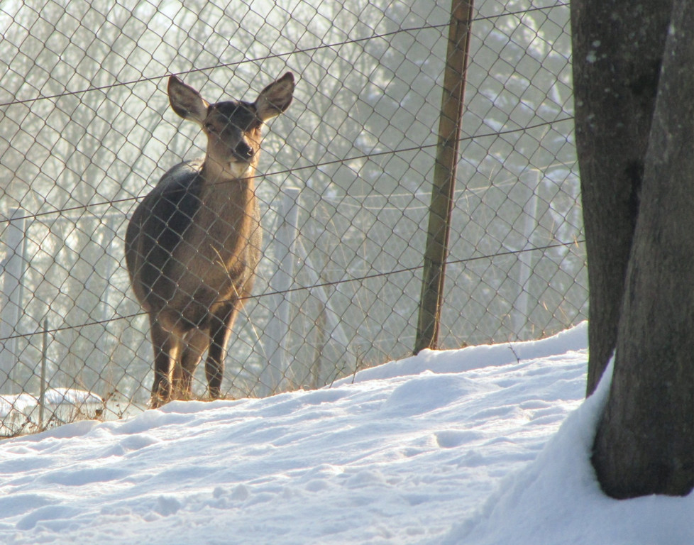 KOE_Wildpark im Winter 34.jpg