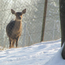KOE_Wildpark im Winter 34.jpg