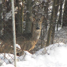 KOE_Wildpark im Winter 35.jpg