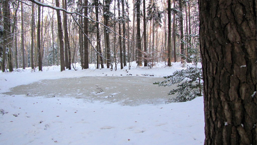 KOE_Wildpark im Winter 39.jpg