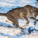 Geparden-Junge spielen "Schneeball" im Tiergarten Schönbrunn
