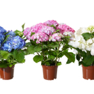 Sommerfarben für Garten, Strand und Zuhause