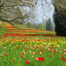 Fotowettbewerb Frühling und Garten