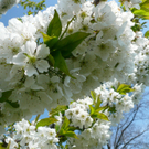 3 _ Gerbis Ivonne.JPG