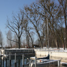 Für mehr Sicherheit am See: Rodungen im Schwarzbad und am Hafen
