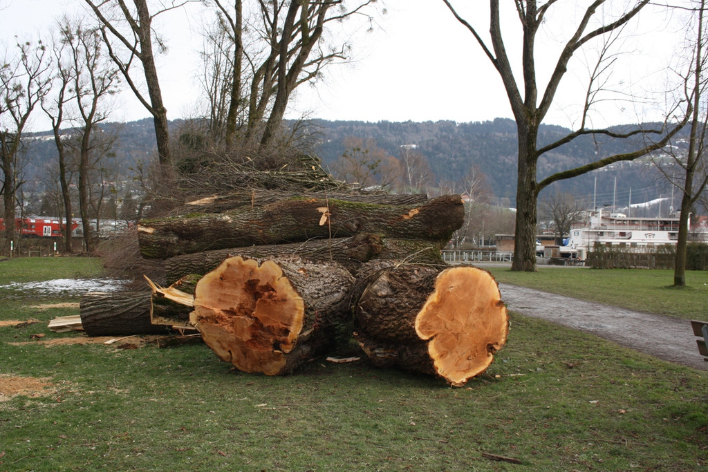 Baumf__llungen Schwarzbad J__nner 2016 _13_.JPG