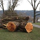 Baumf__llungen Schwarzbad J__nner 2016 _13_.JPG